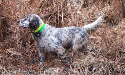 Setter Anglais BABOO DES PETITES LANDES DU PIN Setter Anglais BABOO DES PETITES LANDES DU PIN